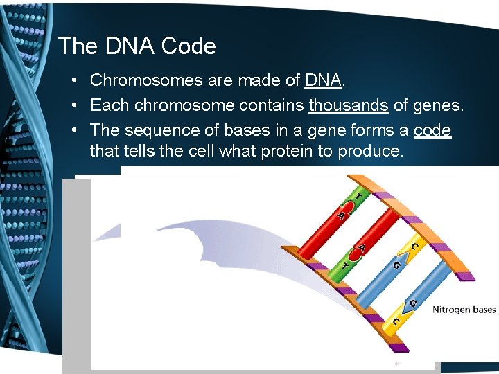 The DNA Code • Chromosomes are made of DNA. • Each chromosome contains thousands