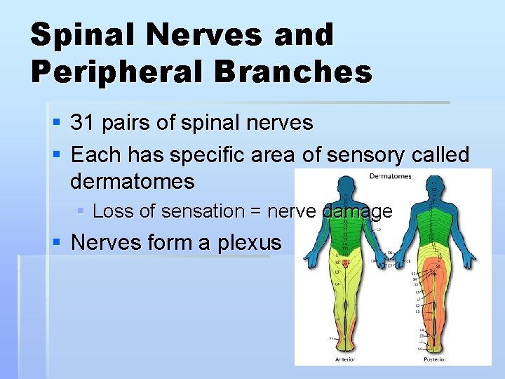 Spinal Nerves and Peripheral Branches § 31 pairs of spinal nerves § Each has