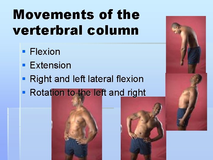 Movements of the verterbral column § § Flexion Extension Right and left lateral flexion