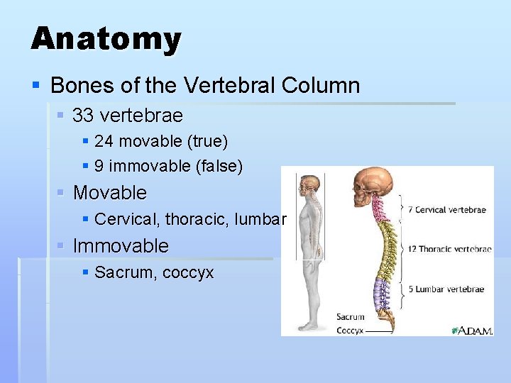 Anatomy § Bones of the Vertebral Column § 33 vertebrae § 24 movable (true)