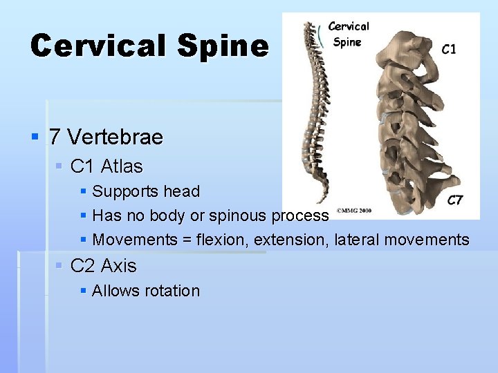 Cervical Spine § 7 Vertebrae § C 1 Atlas § Supports head § Has