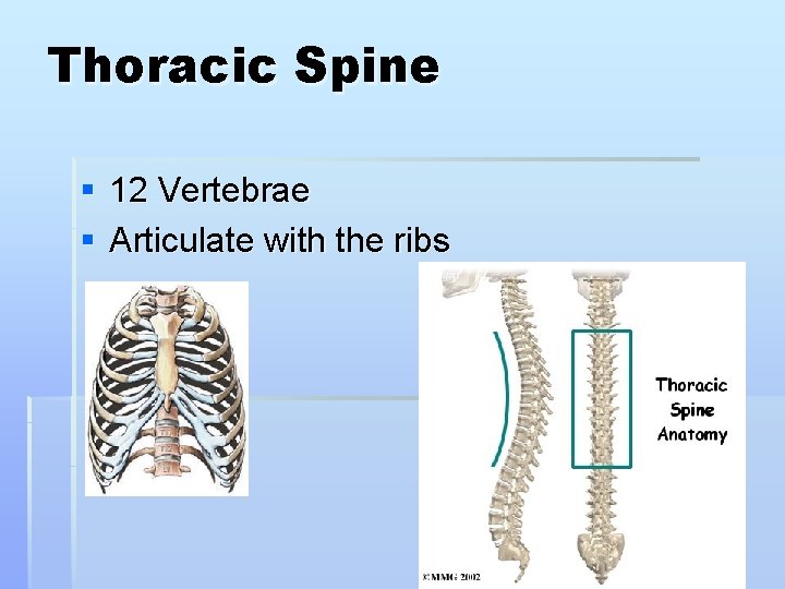 Thoracic Spine § 12 Vertebrae § Articulate with the ribs 