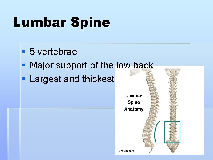 Lumbar Spine § § § 5 vertebrae Major support of the low back Largest