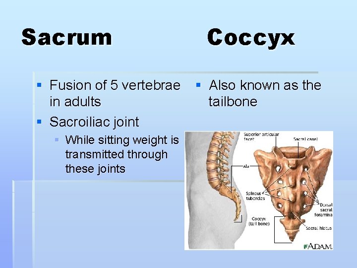 Sacrum § Fusion of 5 vertebrae in adults § Sacroiliac joint § While sitting