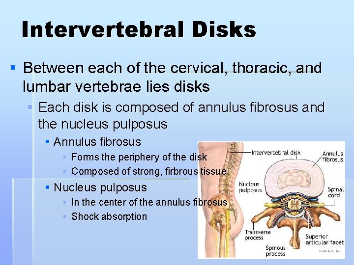Intervertebral Disks § Between each of the cervical, thoracic, and lumbar vertebrae lies disks
