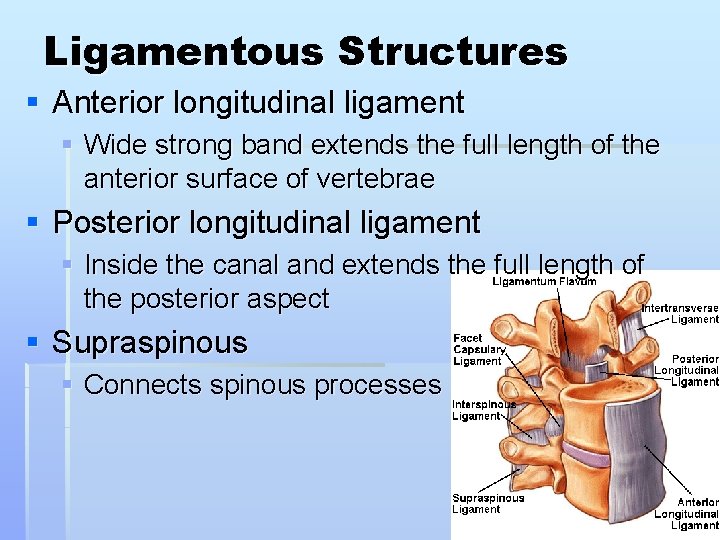 Ligamentous Structures § Anterior longitudinal ligament § Wide strong band extends the full length