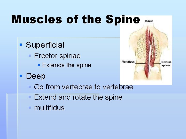 Muscles of the Spine § Superficial § Erector spinae § Extends the spine §
