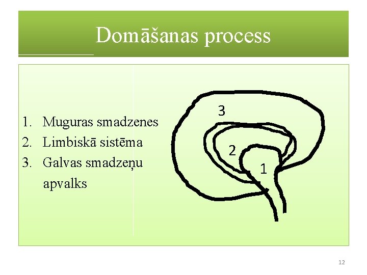 Domāšanas process 1. Muguras smadzenes 2. Limbiskā sistēma 3. Galvas smadzeņu apvalks 3 2