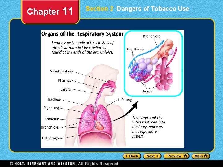 Chapter 11 Section 2 Dangers of Tobacco Use 