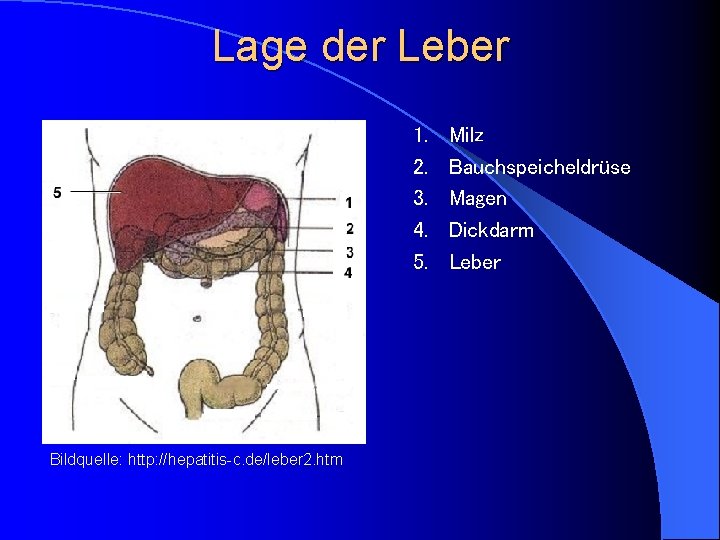 Lage der Leber 1. 2. 3. 4. 5. Bildquelle: http: //hepatitis-c. de/leber 2. htm