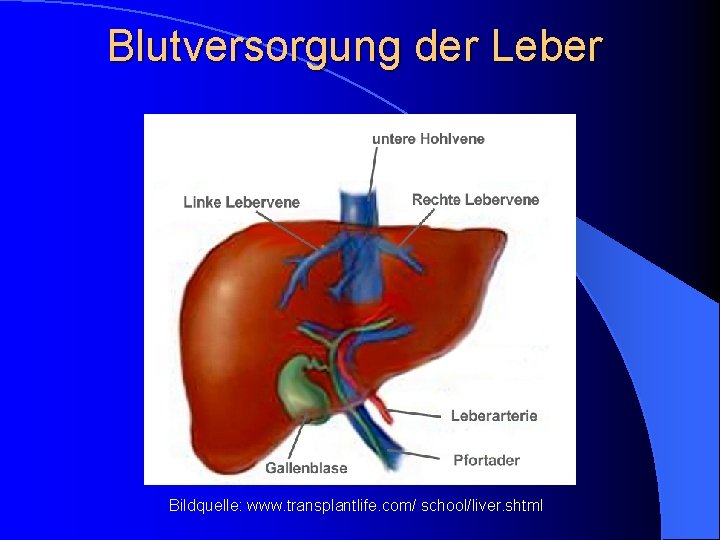 Blutversorgung der Leber Bildquelle: www. transplantlife. com/ school/liver. shtml 