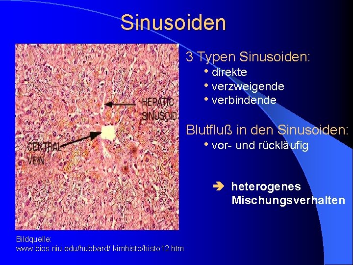 Sinusoiden 3 Typen Sinusoiden: • direkte • verzweigende • verbindende Blutfluß in den Sinusoiden:
