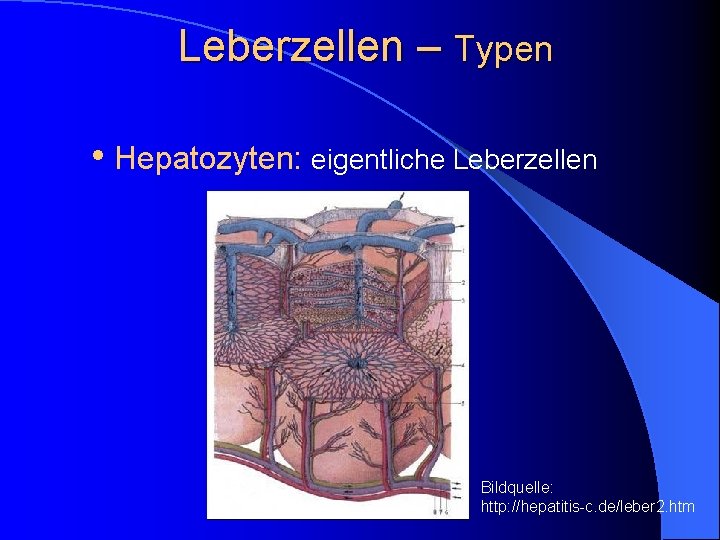 Leberzellen – Typen • Hepatozyten: eigentliche Leberzellen Bildquelle: http: //hepatitis-c. de/leber 2. htm 