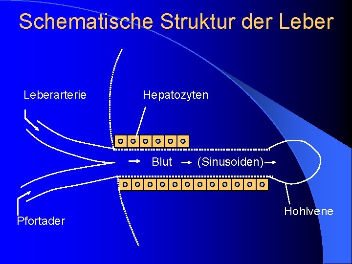 Schematische Struktur der Leberarterie Hepatozyten Blut Pfortader (Sinusoiden) Hohlvene 