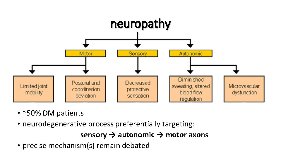neuropathy • ~50% DM patients • neurodegenerative process preferentially targeting: sensory → autonomic →