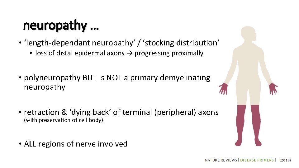 neuropathy … • ‘length-dependant neuropathy’ / ‘stocking distribution’ • loss of distal epidermal axons