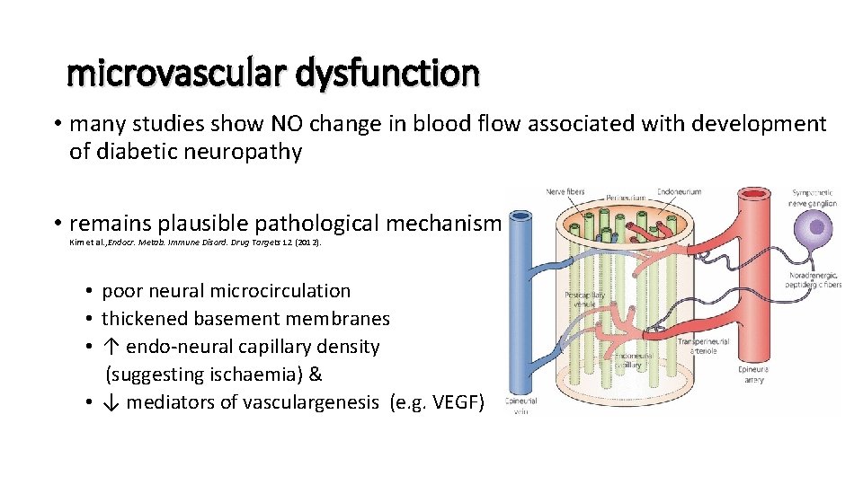 microvascular dysfunction • many studies show NO change in blood flow associated with development