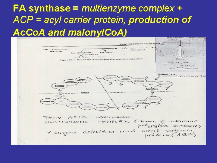FA synthase = multienzyme complex + ACP = acyl carrier protein, production of Ac.
