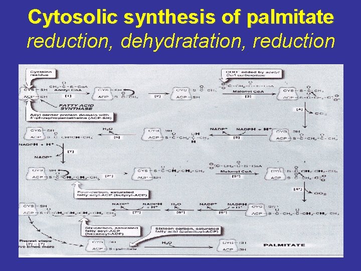 Cytosolic synthesis of palmitate reduction, dehydratation, reduction 
