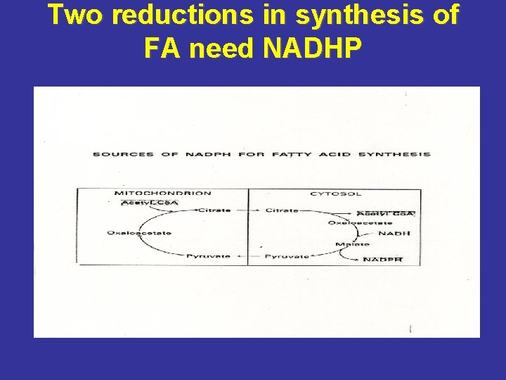 Two reductions in synthesis of FA need NADHP 