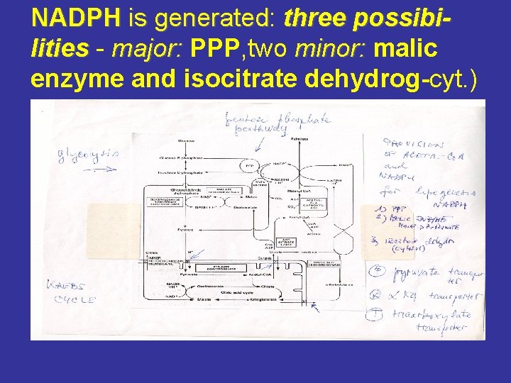 NADPH is generated: generated three possibilities - minor: malic lities major: PPP, two major: