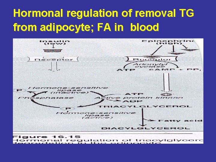 Hormonal regulation of removal TG from adipocyte; FA in blood 