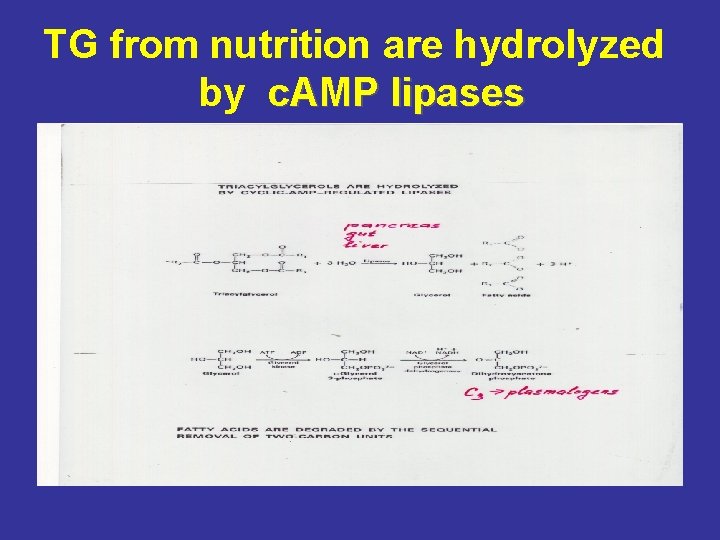 TG from nutrition are hydrolyzed by c. AMP lipases 