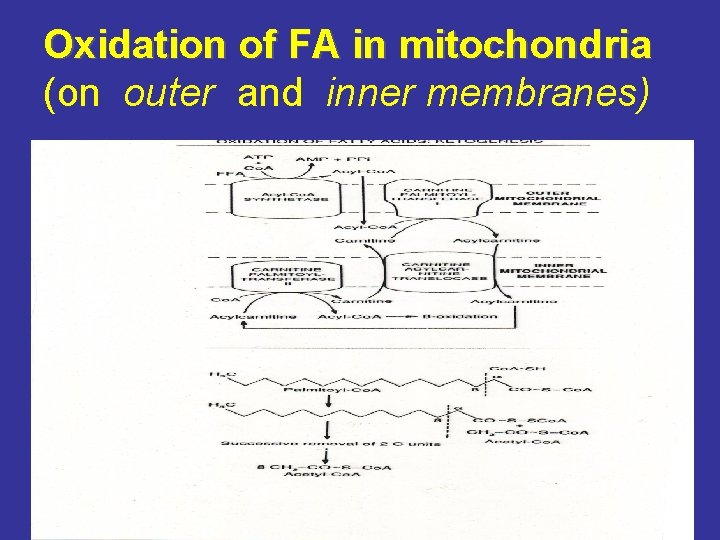 Oxidation of FA in mitochondria (on outer and inner membranes) 