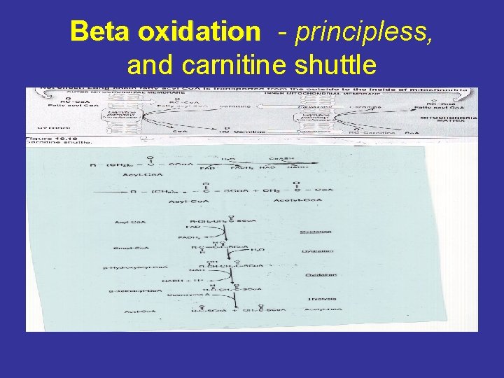 Beta oxidation - principless, oxidation and carnitine shuttle 