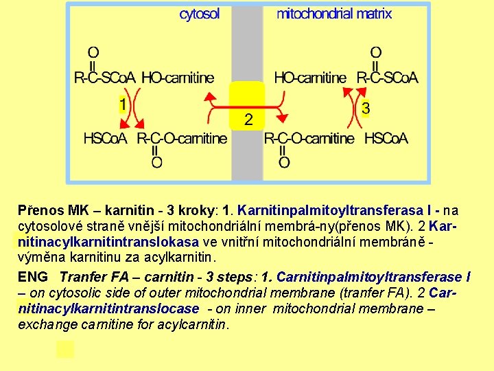 Přenos MK – karnitin - 3 kroky: 1. Karnitinpalmitoyltransferasa I - na cytosolové straně