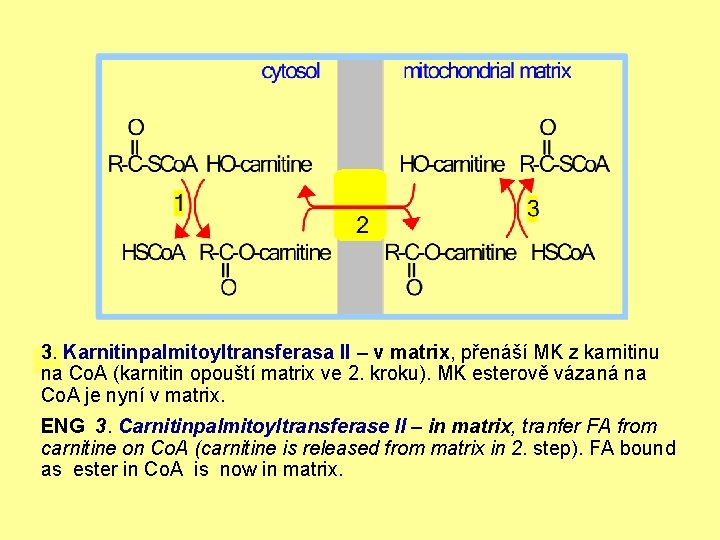 3. Karnitinpalmitoyltransferasa II – v matrix, přenáší MK z karnitinu na Co. A (karnitin