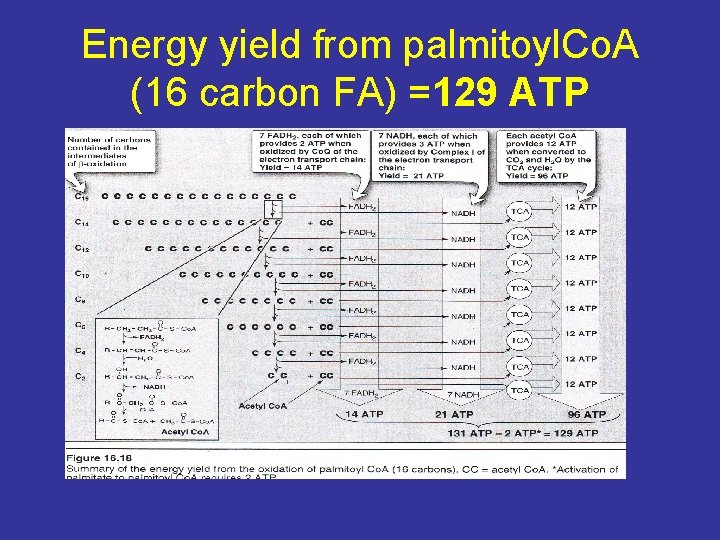 Energy yield from palmitoyl. Co. A (16 carbon FA) =129 ATP 