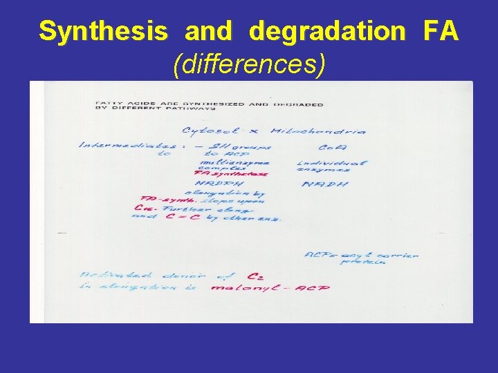 Synthesis and degradation FA (differences) 