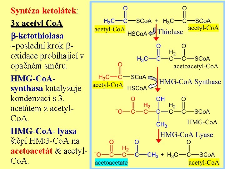 Syntéza ketolátek: 3 x acetyl Co. A b-ketothiolasa poslední krok boxidace probíhající v opačném