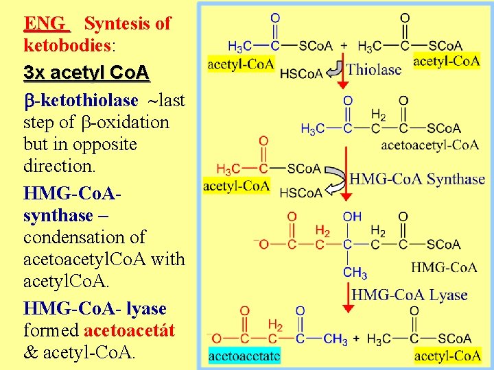 ENG Syntesis of ketobodies: 3 x acetyl Co. A b-ketothiolase last step of b-oxidation