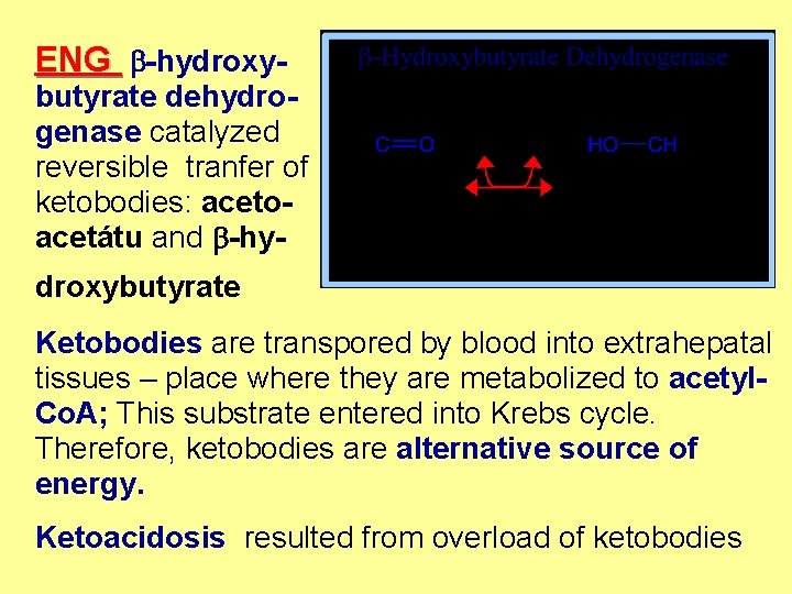 ENG b-hydroxy- butyrate dehydrogenase catalyzed reversible tranfer of ketobodies: acetoacetátu and b-hy- droxybutyrate Ketobodies