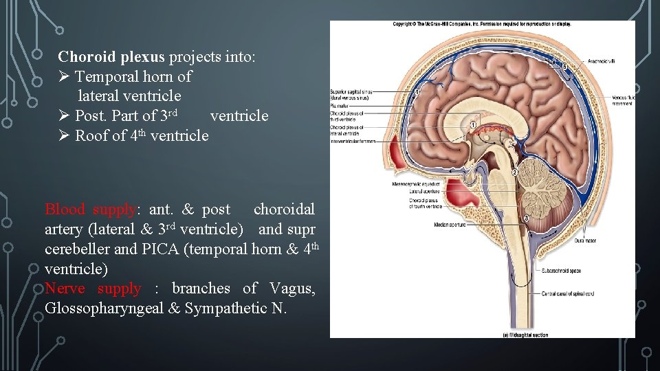 Choroid plexus projects into: Ø Temporal horn of lateral ventricle Ø Post. Part of