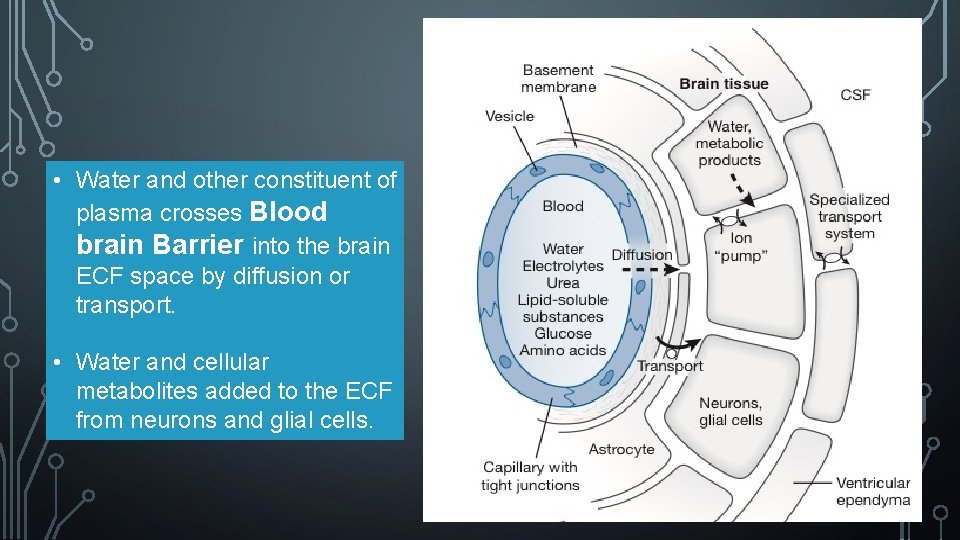  • Water and other constituent of plasma crosses Blood brain Barrier into the