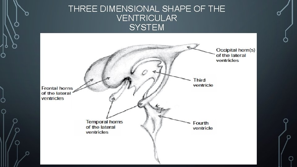 THREE DIMENSIONAL SHAPE OF THE VENTRICULAR SYSTEM 