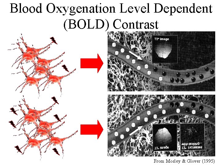 Blood Oxygenation Level Dependent (BOLD) Contrast From Mosley & Glover (1995) Blood Oxygenation Level Dependent (BOLD) Contrast From Mosley & Glover (1995)