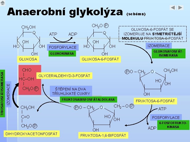 Anaerobní glykolýza CH 2 OH O HO OH CH 2 O P ATP OH