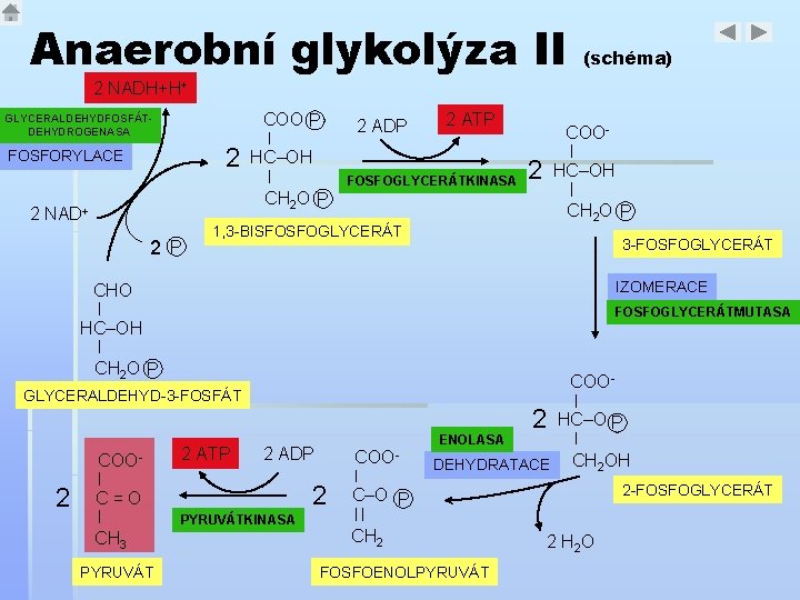Anaerobní glykolýza II (schéma) 2 NADH+H+ COO P GLYCERALDEHYDFOSFÁTDEHYDROGENASA 2 FOSFORYLACE 2 2 P