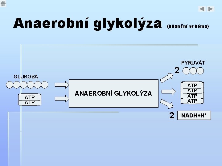 Anaerobní glykolýza (bilanční schéma) 2 GLUKOSA ATP PYRUVÁT ATP ATP ANAEROBNÍ GLYKOLÝZA 2 NADH+H+