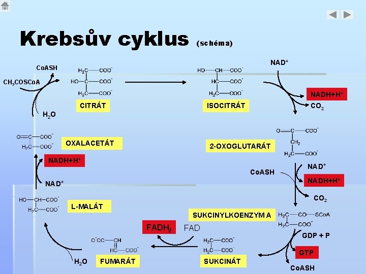 Krebsův cyklus (schéma) NAD+ Co. ASH CH 3 COSCo. A NADH+H+ CITRÁT ISOCITRÁT CO