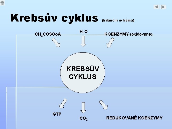 Krebsův cyklus CH 3 COSCo. A H 2 O (bilanční schéma) KOENZYMY (oxidované) KREBSŮV