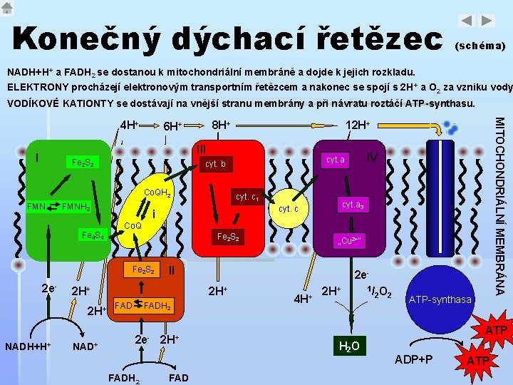 Konečný dýchací řetězec (schéma) NADH+H+ a FADH 2 se dostanou k mitochondriální membráně a