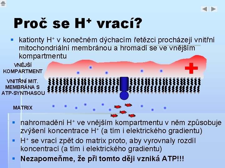 Proč se H+ vrací? § kationty H+ v konečném dýchacím řetězci procházejí vnitřní mitochondriální