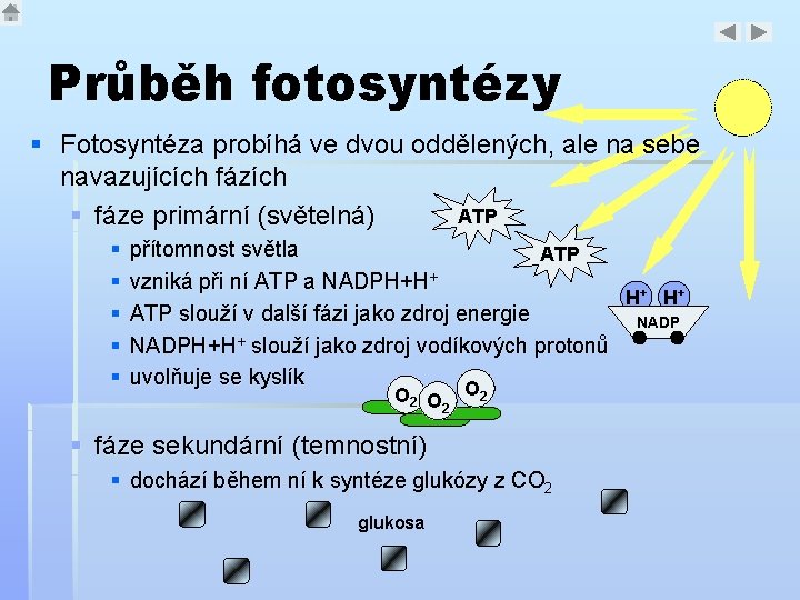 Průběh fotosyntézy § Fotosyntéza probíhá ve dvou oddělených, ale na sebe navazujících fázích ATP