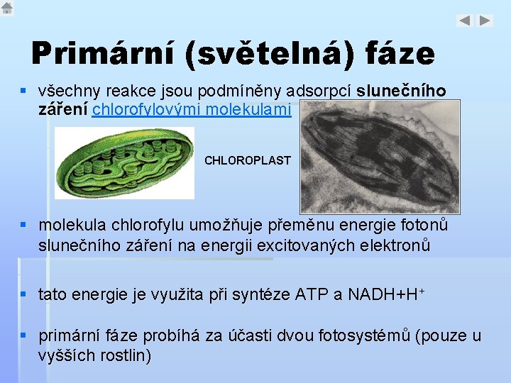 Primární (světelná) fáze § všechny reakce jsou podmíněny adsorpcí slunečního záření chlorofylovými molekulami CHLOROPLAST