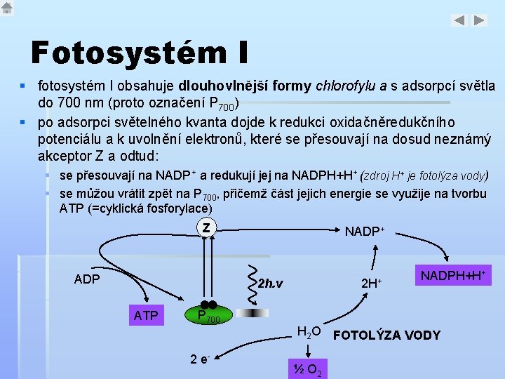 Fotosystém I § fotosystém I obsahuje dlouhovlnější formy chlorofylu a s adsorpcí světla do